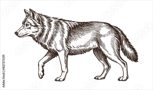 Gray Wolf (Canid) Vintage Engraving Sketch Illustration