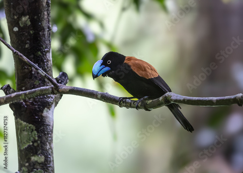 Hemet vanga showing off its colors