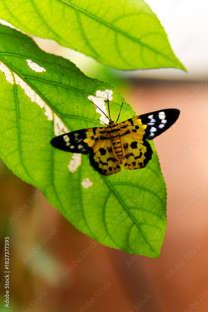 Obraz premium A detailed close-up of a butterfly perched on fresh green leaves, showcasing natural textures, soft background blur, and organic outdoor lighting. Perfect for nature themes, animal subjects, backgroun