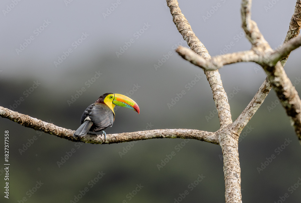 Fototapeta premium Keel billed Toucan perched on a tall tree