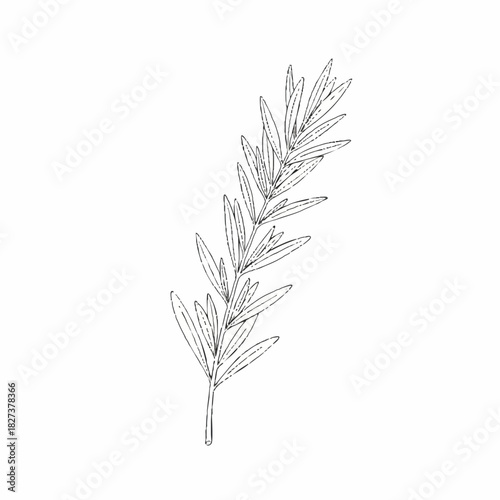 A delicate line drawing of a sprig of rosemary on a white background with detailed leaves and stem.