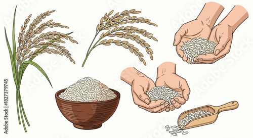 Hand-drawn illustrations depicting rice in various forms, from golden stalks to loose grains held in hands, piled in a bowl, and scooped with a wooden utensil.