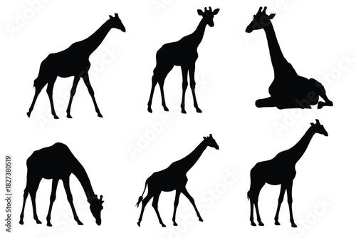Set of giraffe silhouettes in various poses