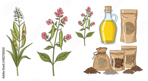 Collection of plant elements with various seeds and oil, representing botanical agricultural products.