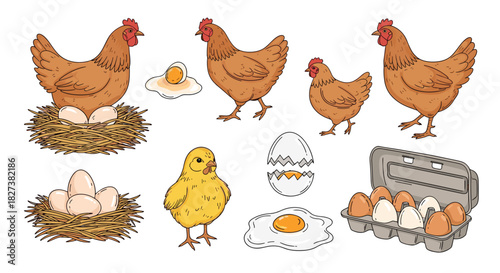 A comprehensive set of cartoon-style illustrations featuring chickens, eggs in various forms, and a cute chick, perfect for farm and food themes.