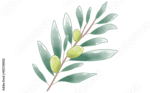 手描きの水彩のシンプルなオリーブの枝のイラスト素材 Olive Branch Illustration