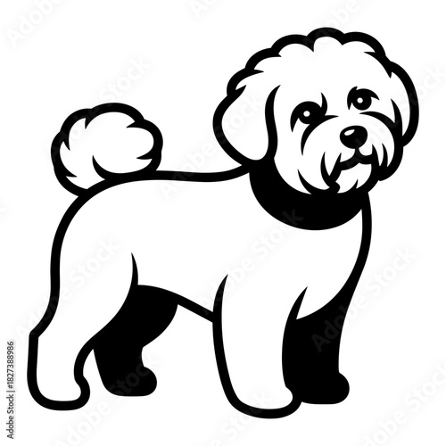 Bichon Frise