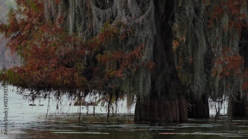 Spanish Moss on Bald Cypress and Tupelo Trees in the Martin/Caddo Lake