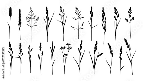 Diverse grass and wild plant silhouettes set isolated on white background, Vector