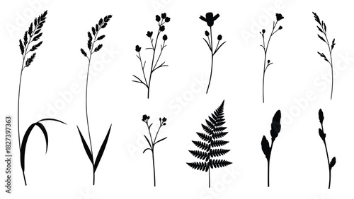 Wild plant and grass silhouettes collection isolated on white background, Vector