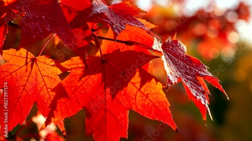 Vibrant autumn foliage: Close-up video of bright red maple leaves in sunlight, a seasonal showcase