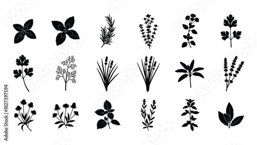 Collection of herb and plant silhouettes isolated on white background, Vector