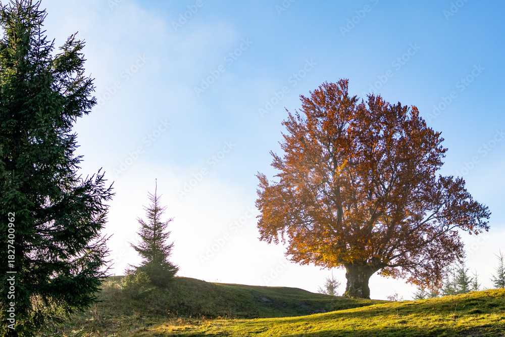 Fototapeta premium A majestic autumn tree crowns a sunny hill beneath a crisp blue sky framed by spruces. Bright minimalist landscape with negative space, perfect for seasonal ads, wellness, travel and nature. Ads.