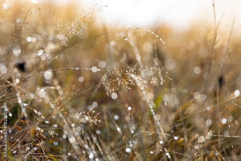 Fototapeta premium Golden morning bokeh on dew-kissed meadow grass, delicate seed heads sparkling in soft sunlight. Abstract natural background with dreamy highlights, macro detail, serene rural sunrise atmosphere.