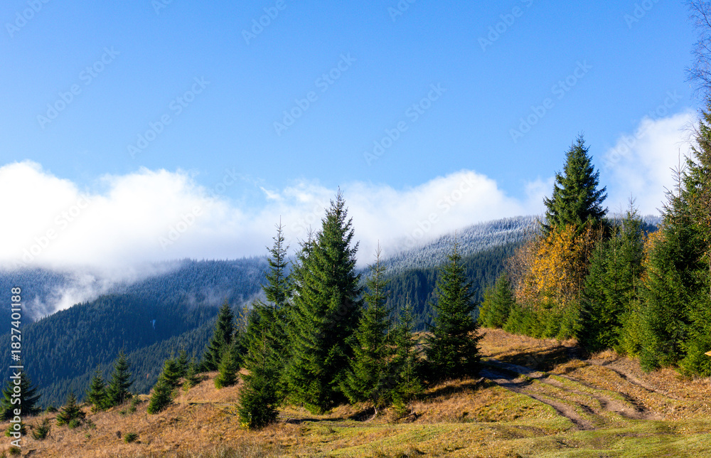 Obraz premium Sunny mountain landscape with evergreen spruces, a winding dirt track, and mist lifting over pine-covered hills. Clear blue sky, crisp air and early autumn colors create a peaceful outdoor scene.