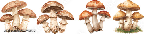 Watercolor vector set of shiitake mushrooms, isolated on a white background. Shiitake illustration.

