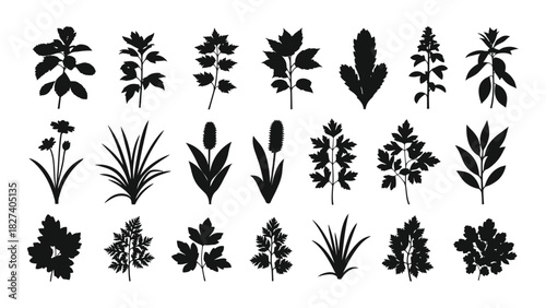 Botanical plant silhouettes collection isolated on white background, Vector