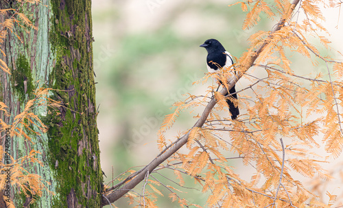 Oriental Magpie hanging out in the bright fall foliage