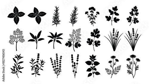Collection of culinary herb silhouettes isolated on white background, Vector