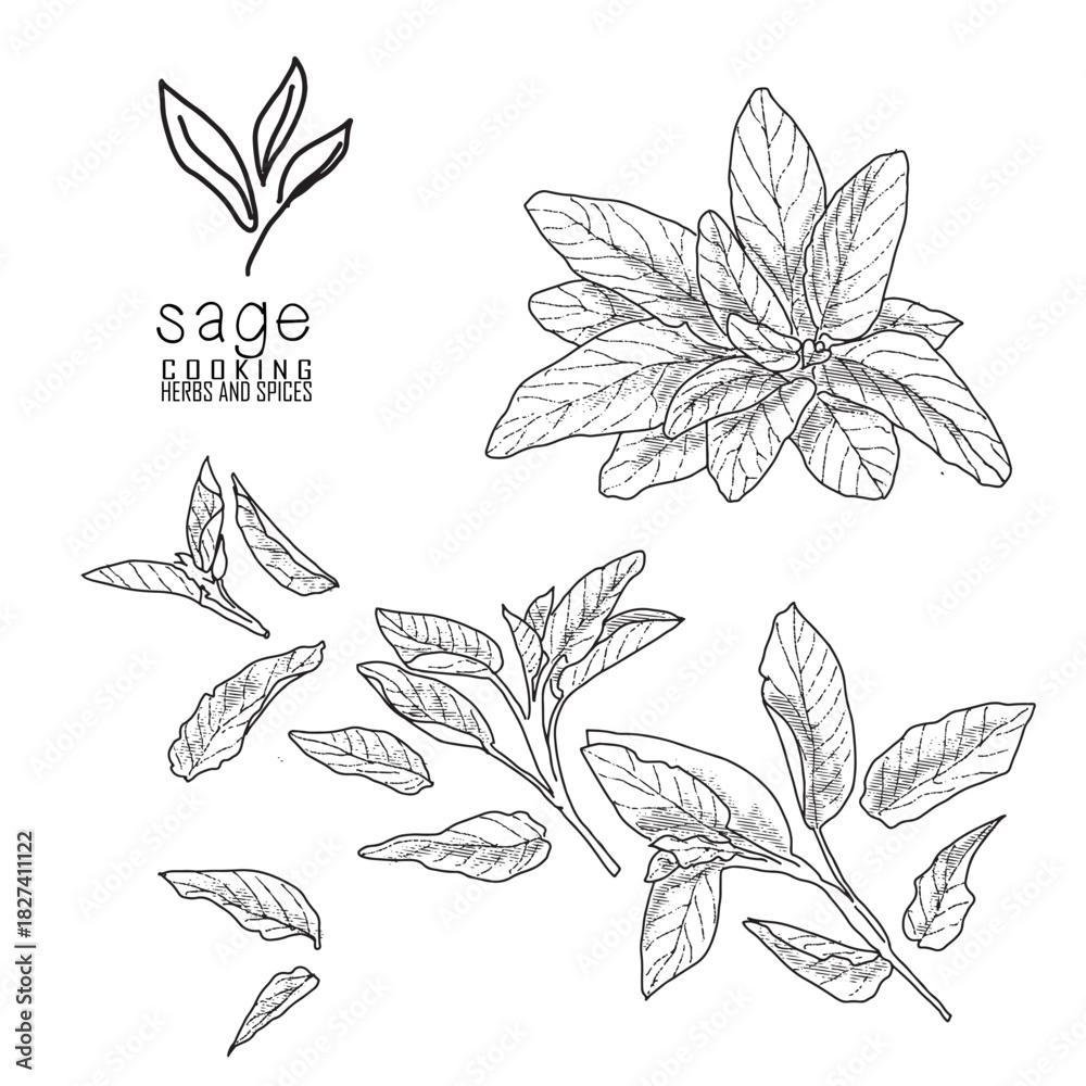 Fototapeta premium Hand-drawn sage with a line art engraved style.
