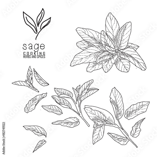 Hand-drawn sage with a line art engraved style.