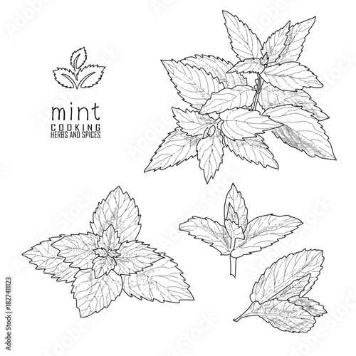 Hand-drawn mint with a line art engraved style.