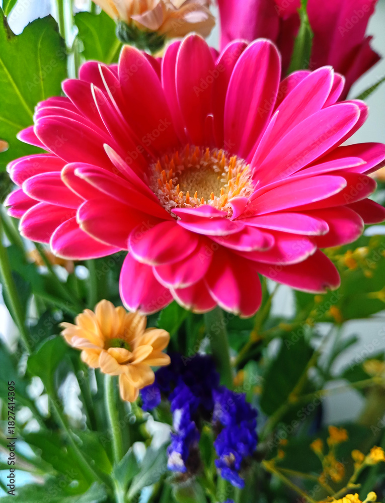 Fototapeta premium One pink gerbera on background of other flowers.