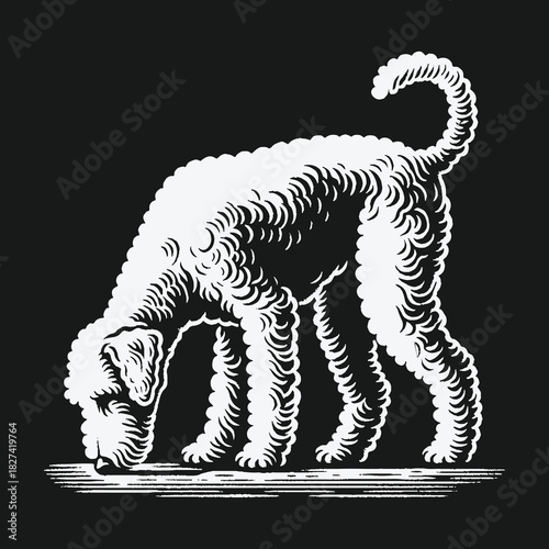 Vintage woodcut illustration of a curly haired dog sniffing the ground.
