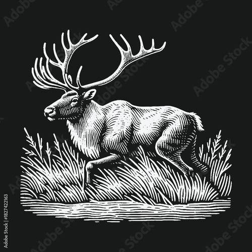 Monochrome reindeer wildlife art in a classic woodcut style.