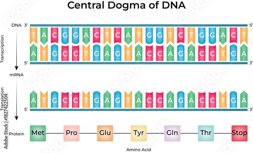 Central Dogma of DNA Transcription and Translation Process Vector Illustration