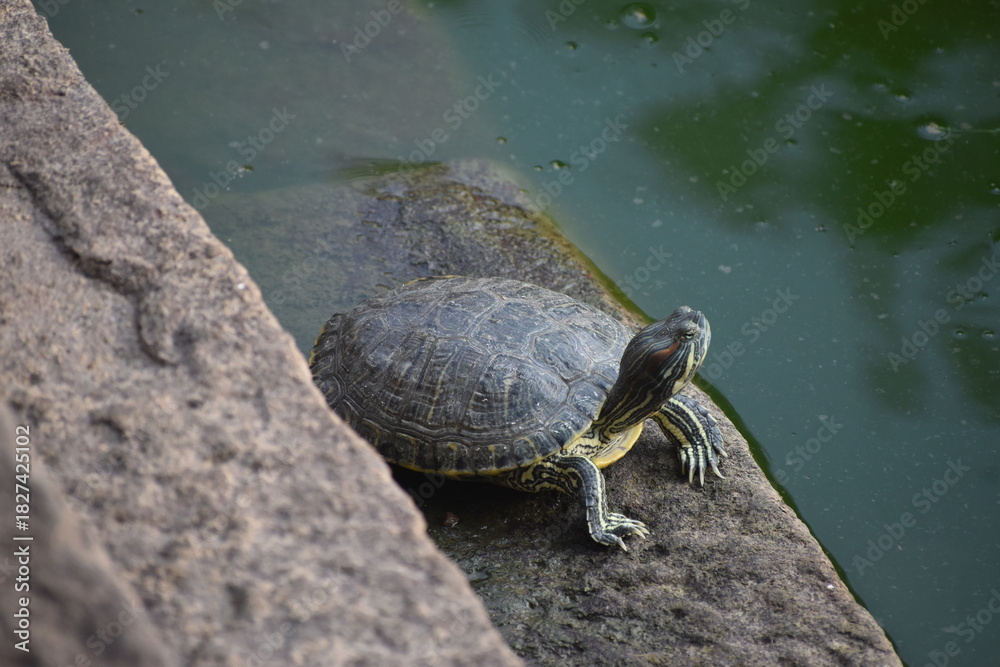 Obraz premium A turtle resting on a rock near the edge of a body of water