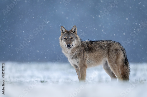 Fototapeta Naklejka Na Ścianę i Meble -  Grey wolf ( Canis lupus ) close up