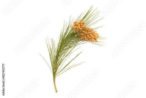 Aleppo Pine (Pinus halepensis) — branch with male flower with pollen on a white background.photographed Savudrija Istria Croatia in spring.
