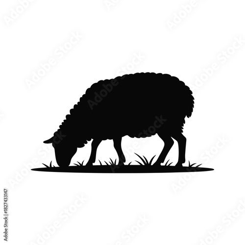 Silhouette of a sheep grazing in a field of grass