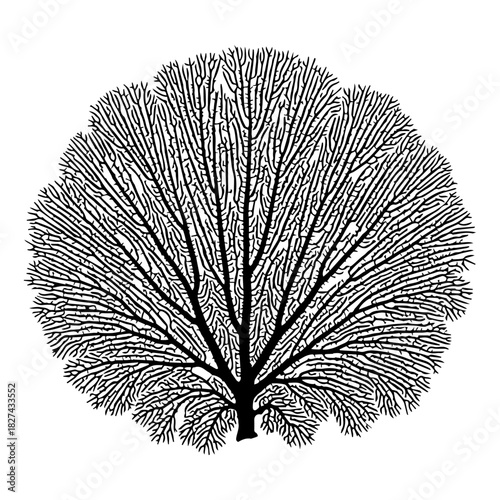 Intricate Black and White Illustration of a Branching Tree-Like Structure