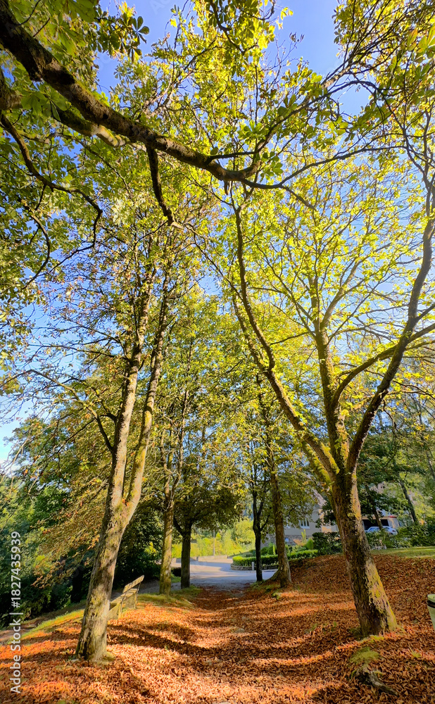 Fototapeta premium sunlit woodland path under tall canopy with warm leaf litter. dappled light through branches, soft earthy floor, inviting hike