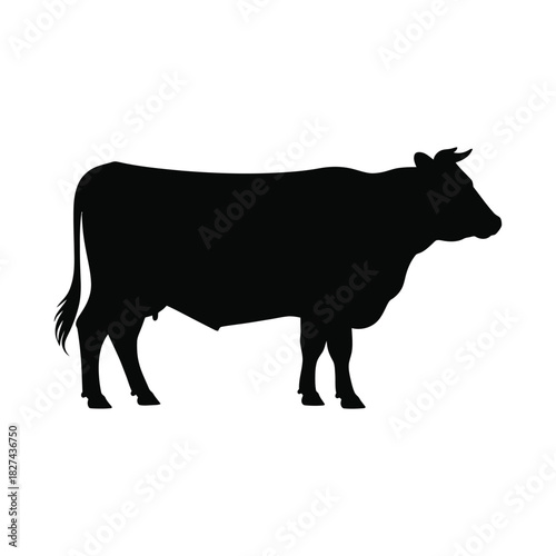 Silhouette of a black cow standing in profile