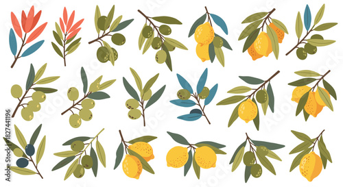 Fresh and vibrant collection of hand-drawn olive and lemon branches, perfect for Mediterranean and culinary-themed designs.