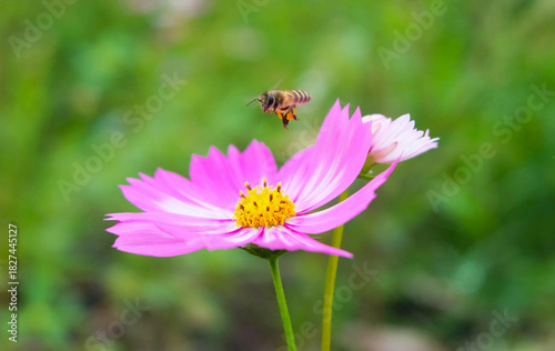 Bees are looking for nectar from flowers.