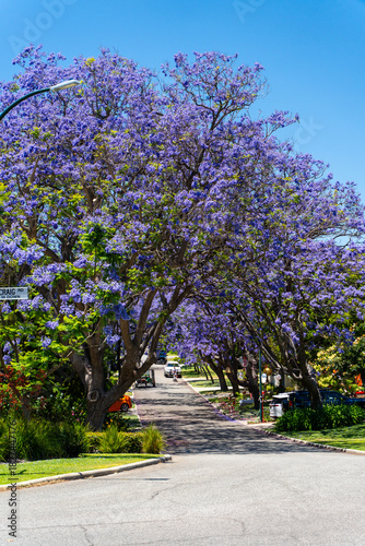 Purple Jacaranda flowers blooming in Applecross Perth during summer