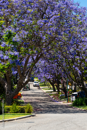 Purple Jacaranda flowers blooming in Applecross Perth during summer