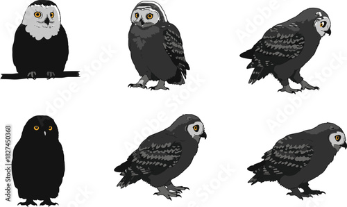 Cad drawing flat vector illustration of six owl poses, nocturnal bird design, wildlife animal concept, isolated cartoon character collection