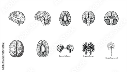 Engraved Vintage Illustration of Brain Parts Anatomy Set