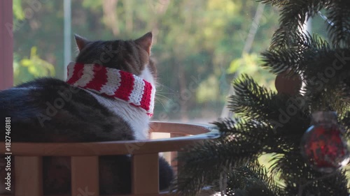 winter holiday and cat concept with british cat wear silk scarf and play with pine and christmas tree decorate and gift box background