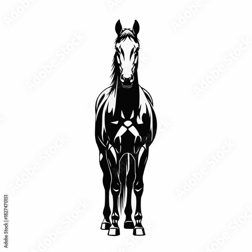 Strong muscular horse standing in a powerful front view pose.