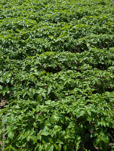 potatoe field in the summer
