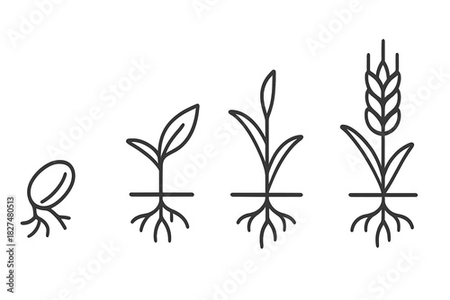 Four stages of plant growth cycle from seed germination to mature grain crop development