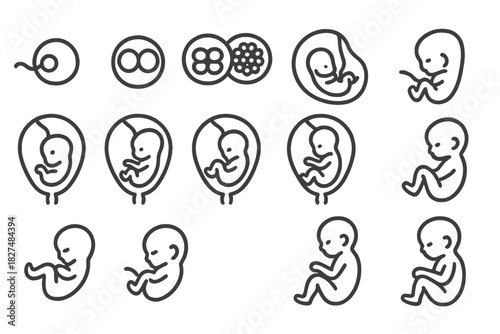 Stages of human embryonic and fetal development from zygote formation to late pregnancy fetus