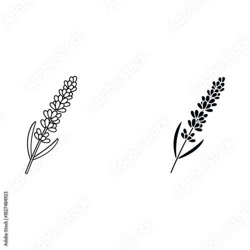 Two hand drawn lavender sprigs in black and white outline style