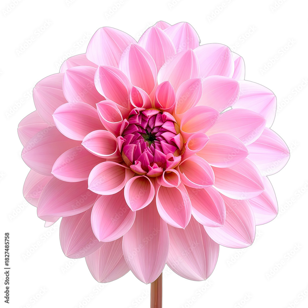 Fototapeta premium A stunning close-up photograph of a fully bloomed, delicate pink dahlia flower against a stark black background.
